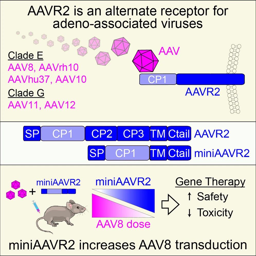 腺相关病毒新型受体AAVR2的作用机制