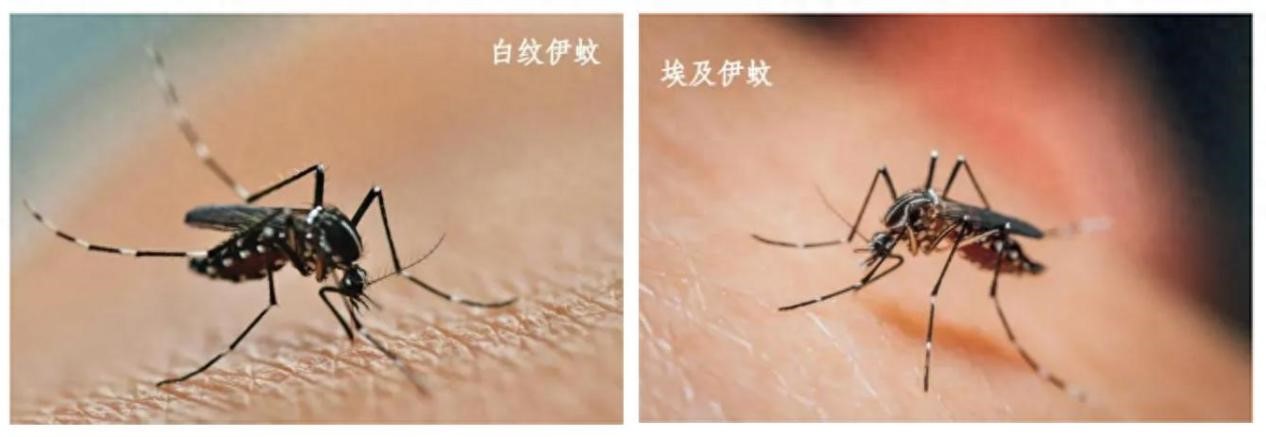 图片来源：云南疾控